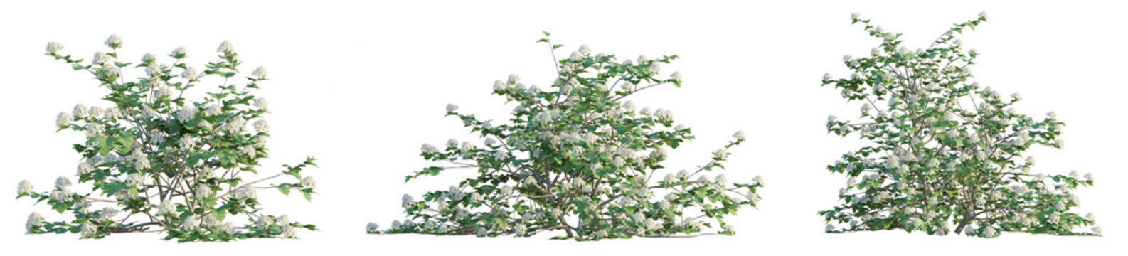 Physocarpus opulifolius Tree 4k Cutout transparent background isolate
