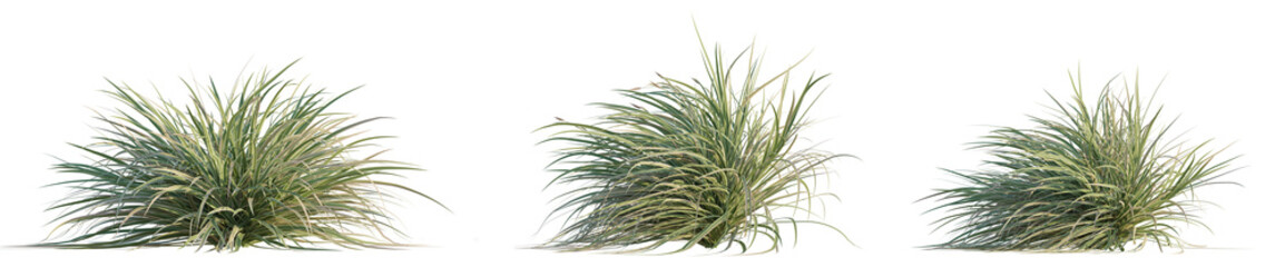 Carex morrowii Ice Dance Tree 4k Cutout transparent background