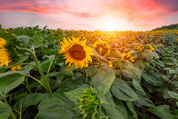 Golden yellow sunflowers in a beautiful large agricultural field at sunset.