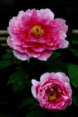 女性らしさを感じる花