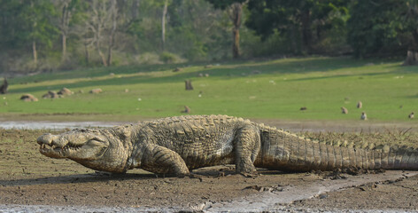A large lakeside crocodile