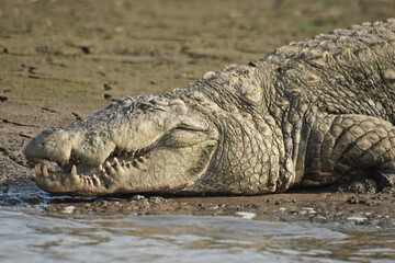 A large lakeside crocodile