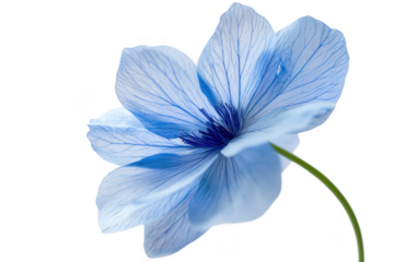Delicate light blue flower with visible veins on black background