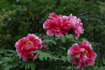 女性らしさを感じる花