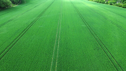 Aerial view of green field in the sunny day. Nature agricultural field in spring day. Organic...