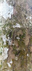 Moss and White Lichen on Weathered Tree Bark Close-Up. Close-up of moss and white lichen on weathered tree bark. Natural surface texture, detailed organic decay and forest element