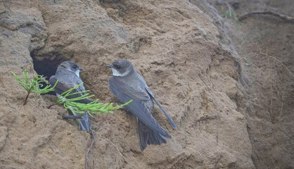 Sand martins (Riparia riparia) sitting near a nest on a sandy shore. Close-up. Wildlife.