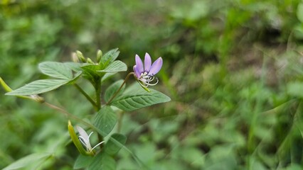 Cleome rutidosperma, commonly known as fringed spider or purple cleome.  Spider weed violet flower.