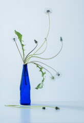 dandelions in blue bottle on blue background