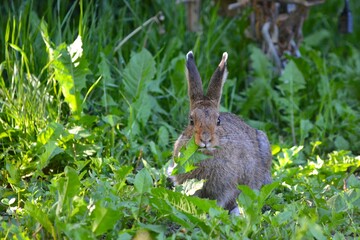 Rabbit in the grass munching weeds