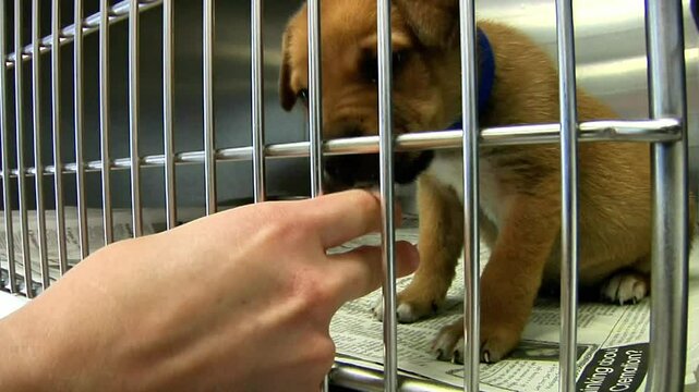 Cute little puppy at animal shelter in a cage 