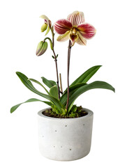 A multicolored orchid hybrid with twisted petals in a pot with a transparent background