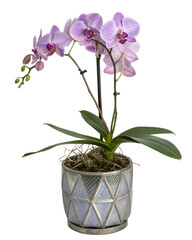 A metallic lavender orchid with iridescent petals in a decorative silver pot with a transparent background