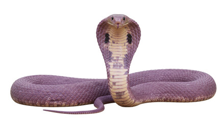 Isolated Purple cobra snake