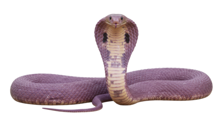 Isolated Purple cobra snake