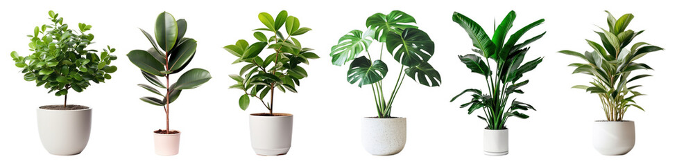 Naklejka premium PNG Diverse indoor potted plant collection, element set on transparent background