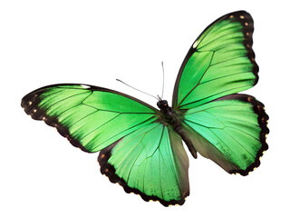 Obraz premium Close-up of a Vibrant Green Butterfly Isolated on transparent background cutout, PNG file, Cutout file