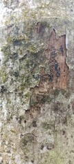 Peeling Tree Bark with Moss and Decay Texture Close-Up. Close-up of tree bark with peeling layers, moss, and natural decay. Organic forest texture detail perfect for backgrounds and nature themes