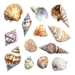 set of watercolor seashells on transparent background