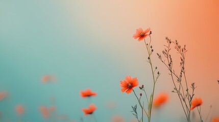 Beautiful orange poppies in a field at sunset.  Nature, beauty, serenity, peace, tranquility concept.