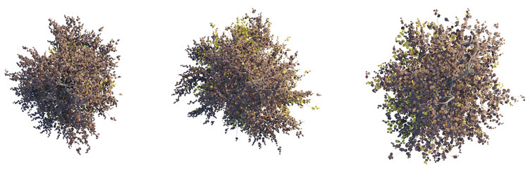 Fagus sylvatica Purple Fountain Tree Plan Top View Cutout Transparent Background isolate