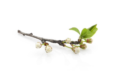 Сherry plum blossom, blooming branch with young leaves and buds isolated on white background	