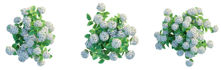 Hydrangea arborescens Abetwo Tree Plan Top View Cutout Transparent Background isolate © Đỗ Hải