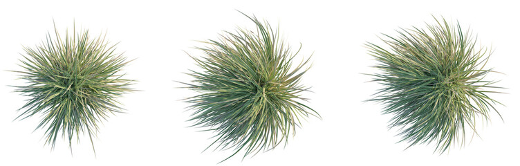 Carex morrowii Ice Dance Tree Plan Top View Cutout Transparent Background
