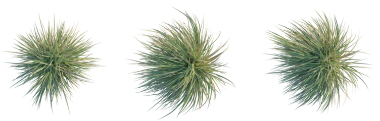 Carex morrowii Ice Dance Tree Plan Top View Cutout Transparent Background