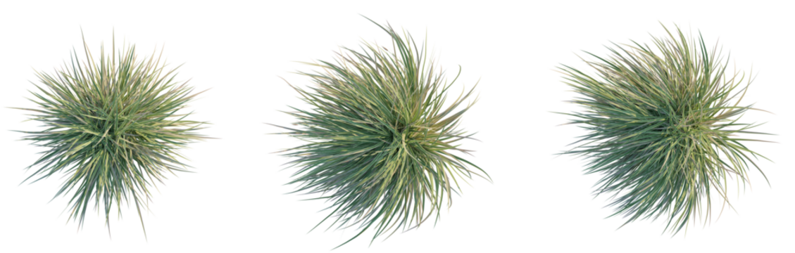 Carex morrowii Ice Dance Tree Plan Top View Cutout Transparent Background