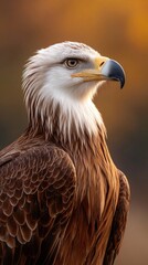 Obraz premium Regal eagle portrait bathed in golden light