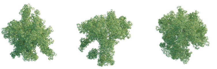 Carya ovata Tree Plan Top View Cutout Transparent Background isolate