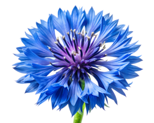 blue cornflower isolated on white