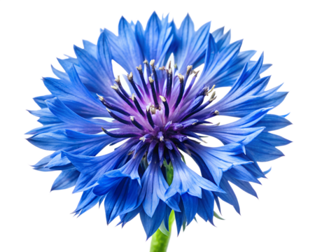 blue cornflower isolated on white