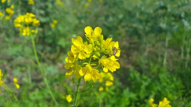 Yellow wildflowers in a field