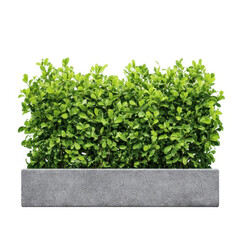 Green shrub in concrete planter isolated on transparent background