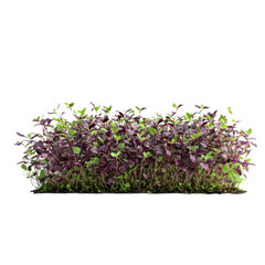 Radish microgreens, vibrant colors isolated on transparent background