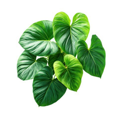 Lush green philodendron leaves isolated on transparent background