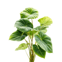 Green leafy plant with stems isolated on transparent background