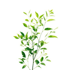 Green leafy branch element isolated on transparent background