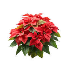 Poinsettia plant with red leaves isolated on transparent background