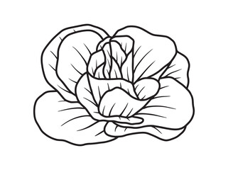 Rose Flower Silhouette Line Art