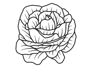 Hand Drawn Flower Sketch Line Art