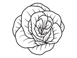 Flower Line Art Black and White
