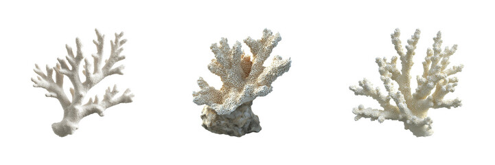 Obraz premium Coral Specimens Set. Marine Biology And Ocean Conservation Collection Isolated On Transparent Background