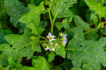 The Carolina horsenettle (Solanum carolinense), plant, native to the southeastern United States