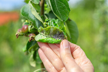 A gardener examines green leaves of an apple tree inhabited by a colony of aphids. Control of...