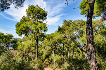 mountain trail in pine forest on Buyukada island (Adalar, Turkiye)