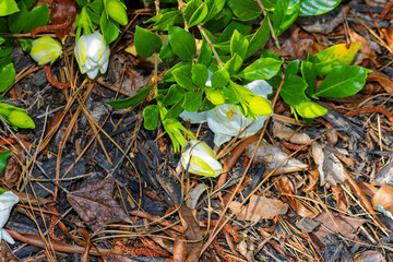 The cape jasmine (Gardenia jasminoides) commonly known as gardenia is an evergreen flowering plant . Shrub with its shiny green leaves and heavily fragrant white summer flowers.