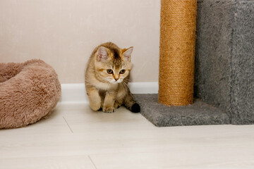 alert Scottish straight kitten next to scratching post
